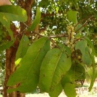 Glenniea unijuga (Thwaites) Radlk.
